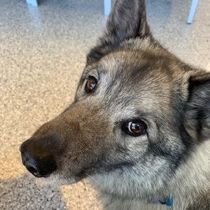 Meet your Posher, Betsy